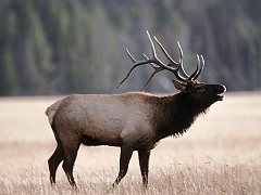 Call of the Bull Elk, Yellowstone National Park, Wyoming